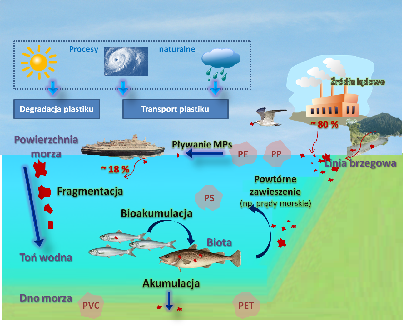 Rysunek 4. Losy (mikro)plastiku w środowisku morskim [21].